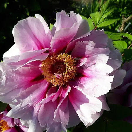 Feriendomizil Sonnenschein Apartmán