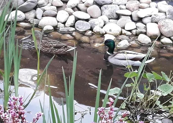 Lägenhet Feriendomizil Sonnenschein Rust