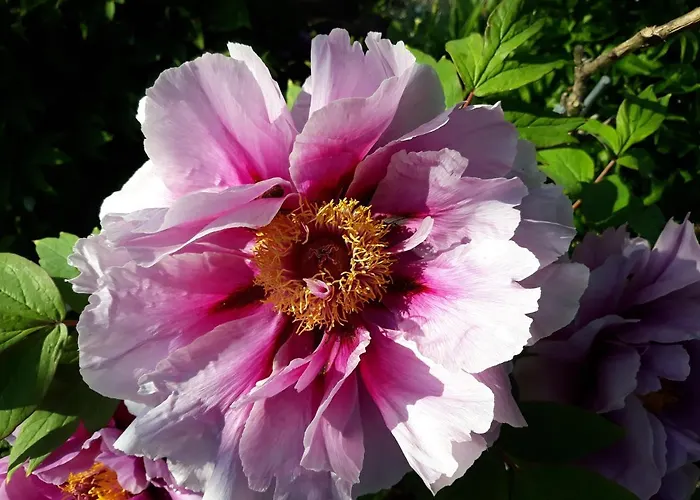 Feriendomizil Sonnenschein Lägenhet
